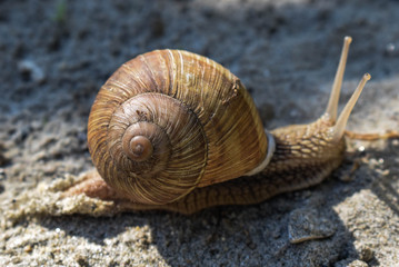 snail on sand