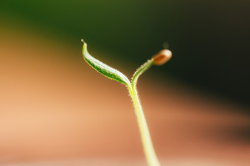 small fresh seed shoot, macro photography, spring time, the awakening of nature