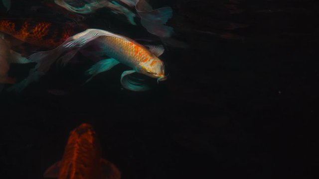 Koi fish or Amur carp fish slow motion swimming in pond. It more specifically nishikigoi and colored varieties of carp in outdoor pond or garden and waterfall. It golden red orange and yellow of body 