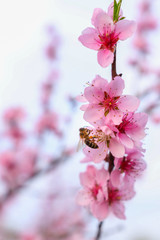 Peach flower in spring season