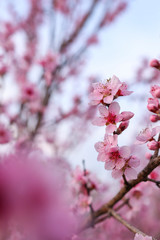 Peach flower in spring season