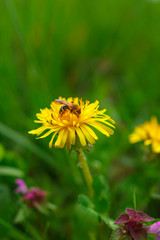 Dandelion flower butterfly and bee