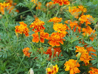 Beautiful Marigold Flowers blooming in garden nature background, orange color flower