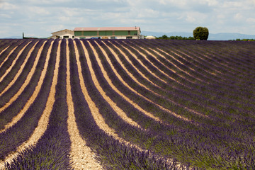 Valensole, Provence / France - May 23, 2016: A Lavender field view in Valensole, France, Provence-Alpes-Cote d'Azur, Alpes-de-Haute-Provence, Valensole