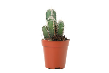 Cactus in pot isolated on white background