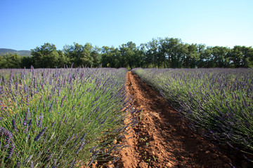 Obraz premium Valensole, Provence / France - May 23, 2016: A Lavender field view in Valensole, France, Provence-Alpes-Cote d'Azur, Alpes-de-Haute-Provence, Valensole
