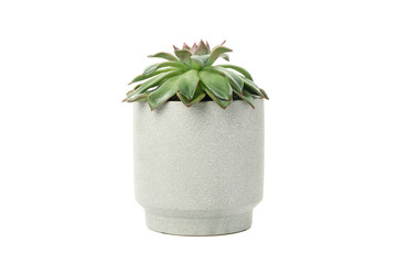 Succulent plant in pot isolated on white background