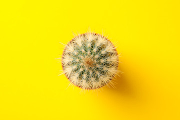 Cactus in pot on yellow background, top view