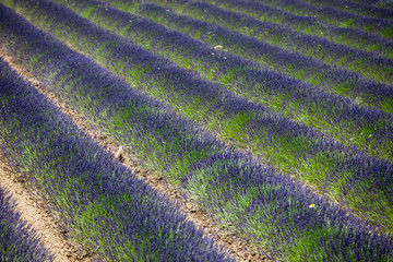 Valensole, Provence / France - May 23, 2016: A Lavender field view in Valensole, France, Provence-Alpes-Cote d'Azur, Alpes-de-Haute-Provence, Valensole