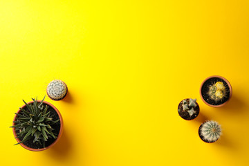 Succulents plants on yellow background, top view and space for text