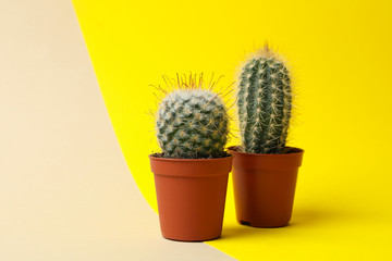 Cacti in pots on two tone background, space for text