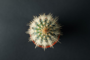 Cactus in pot on black background, top view