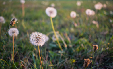 Dandelion field