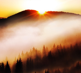 Mountains covered with fir trees in the fog. Silhouettes of dark fir trees on the slopes of the...