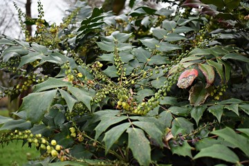 Flowering plant of Mahonia x media or Mahonia japonica buckland, in the park. 