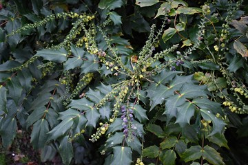 Flowering plant of Mahonia x media or Mahonia japonica buckland, in the park. 