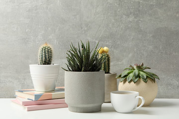 Succulent plants, coffee and notebooks against grey background. Houseplants