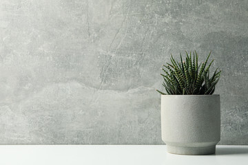 Succulent plant in pot on grey background, space for text