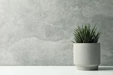 Fototapete Toilette Succulent plant in pot on grey background, space for text  © Atlas