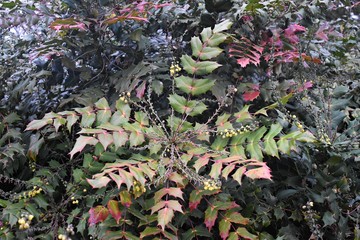 Flowering plant of Mahonia x media or Mahonia japonica buckland, in the park. 