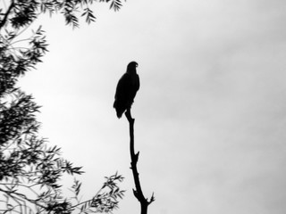 bird