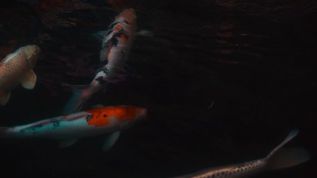 Koi fish or Amur carp fish slow motion swimming in pond. It more specifically nishikigoi and colored varieties of carp in outdoor pond or garden and waterfall. It golden red orange and yellow of body 