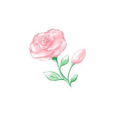 pink rose illustration (with rosebud and leaves) isolated on white background