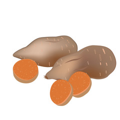Yam or Sweet potatoes isolated on white background, vector illustration.