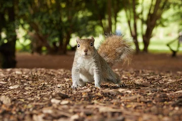 Stof per meter Een eekhoorn in de botanische tuinen in Dublin, Ierland © David Soanes