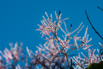 Smoke Tree [Cotinus coggygria] is commonly grown as an ornamental tree but highly allergic.