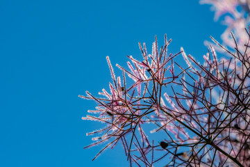 Smoke Tree [Cotinus coggygria] is commonly grown as an ornamental tree but highly allergic.