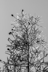 Abstract concept of growth in black and white. The object was Smoke Tree [Cotinus coggygria], commonly grown as an ornamental tree but highly toxic and allergic.