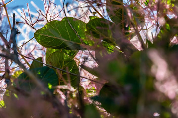 Smoke Tree [Cotinus coggygria] is commonly grown as an ornamental tree but highly allergic.