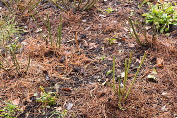rose bushes in the spring after winter in the garden