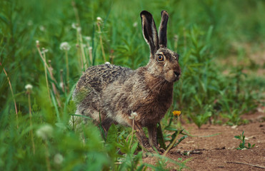 hare