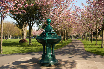 Cherry Blossoms in Herbert Park in Dublin, Ireland