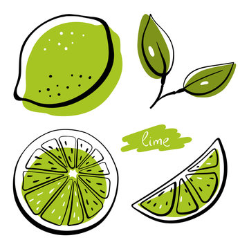Lime, whole, half, slice and leaves. Colorful sketch collection of citrus fruits isolated on white background. Doodle hand drawn vegetables. Vector illustration