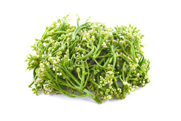 Ceylon Spinach on white background