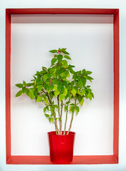 Green flower in red flowerpot in white frame on wall