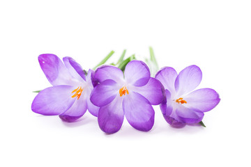Fototapeta na wymiar spring purple little crocus flowers isolated on white