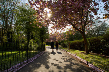 Fototapeta na wymiar St Stephen's Green park, in Dublin, Ireland