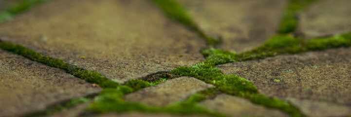 Old paved sidewalk made of wild stone with green moss in the seams.
