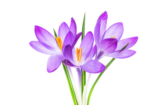 Spring Purple Little Crocus Flowers Isolated On White