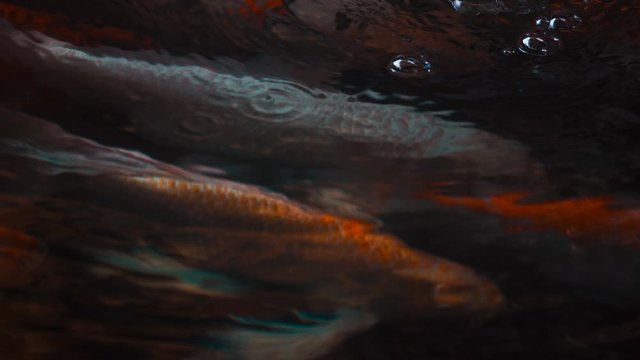 Koi fish or Amur carp fish slow motion swimming in pond. It more specifically nishikigoi and colored varieties of carp in outdoor pond or garden and waterfall. It golden red orange and yellow of body 