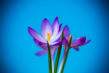 spring purple little crocus flowers isolated on blue