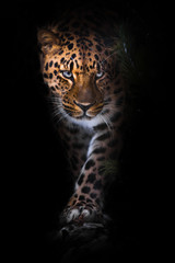 Fototapeta na wymiar looks and walks. leopard isolated on black background. Wild beautiful big cat in the night darkness, a mysterious and dangerous beast.
