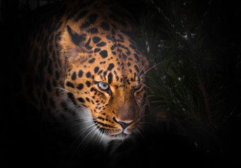 leopard isolated on black background. Wild beautiful big cat in the night darkness, a mysterious and dangerous beast.