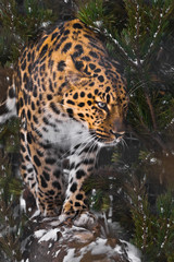 Eastern leopard on a background of snow and spruce branches. Wild beautiful big cat on a background of nature.