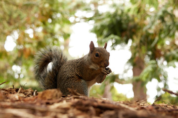 A squirrel in the Botanic gardens in Dublin, Ireland