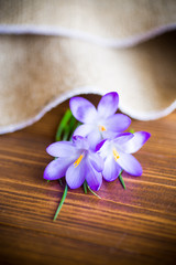 Fototapeta na wymiar spring purple crocus flowers on a wooden table